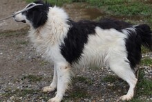 XYBA, Hund, Border Collie-Hütehund-Mix in Lohra-Reimershausen - Bild 2