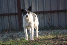GRACIE, Hund, Mischlingshund in St. Wendel - Bild 1