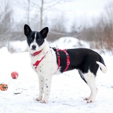 DEMI, Hund, Mischlingshund in Russische Föderation - Bild 4
