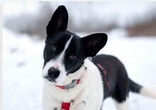 DEMI, Hund, Mischlingshund in Russische Föderation - Bild 6
