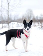 DEMI, Hund, Mischlingshund in Russische Föderation - Bild 7