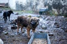 BOSTON, Hund, Mischlingshund in Rumänien - Bild 1
