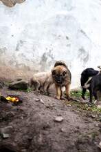 BOSTON, Hund, Mischlingshund in Rumänien - Bild 7