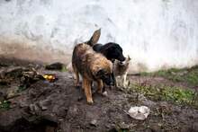 BOSTON, Hund, Mischlingshund in Rumänien - Bild 8
