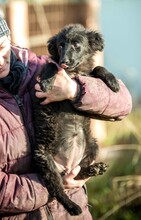 BJÖRN, Hund, Mischlingshund in Ungarn - Bild 2