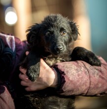 BJÖRN, Hund, Mischlingshund in Ungarn - Bild 4