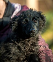 BANSHEE, Hund, Mischlingshund in Ungarn - Bild 1