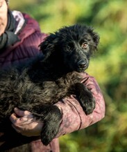 BANSHEE, Hund, Mischlingshund in Ungarn - Bild 3