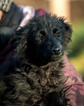 BANSHEE, Hund, Mischlingshund in Ungarn - Bild 7
