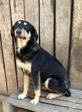 MERLE, Hund, Mischlingshund in Rumänien - Bild 1