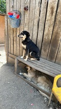 MERLE, Hund, Mischlingshund in Rumänien - Bild 4