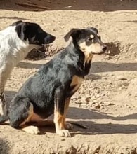 MERLE, Hund, Mischlingshund in Rumänien - Bild 5
