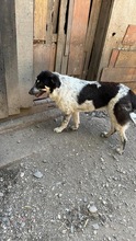 MUCK, Hund, Mischlingshund in Rumänien - Bild 1