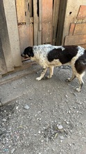 MUCK, Hund, Mischlingshund in Rumänien - Bild 2