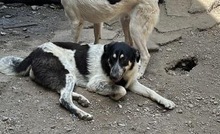 MUCK, Hund, Mischlingshund in Rumänien - Bild 5