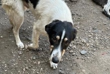 MONTY, Hund, Mischlingshund in Rumänien - Bild 1