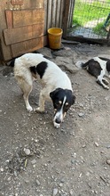 MONTY, Hund, Mischlingshund in Rumänien - Bild 2