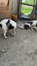 MONTY, Hund, Mischlingshund in Rumänien - Bild 3