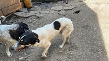 MONTY, Hund, Mischlingshund in Rumänien - Bild 5