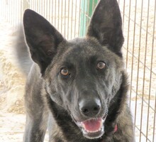 BELLA19, Hund, Belgischer Schäferhund-Mix in Zypern - Bild 1