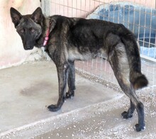 BELLA19, Hund, Belgischer Schäferhund-Mix in Zypern - Bild 5
