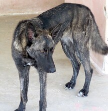 BELLA19, Hund, Belgischer Schäferhund-Mix in Zypern - Bild 6