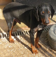 BLACKYS, Hund, Mischlingshund in Zypern - Bild 2