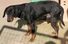 BLACKYS, Hund, Mischlingshund in Zypern - Bild 7