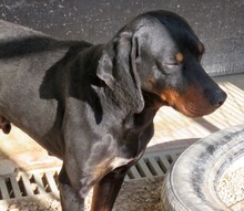 BLACKYS, Hund, Mischlingshund in Zypern - Bild 8