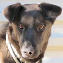 WHISKY2, Hund, Mischlingshund in Zypern - Bild 1