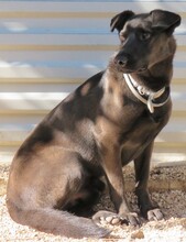WHISKY2, Hund, Mischlingshund in Zypern - Bild 2