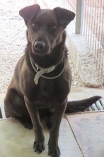 WHISKY2, Hund, Mischlingshund in Zypern - Bild 3