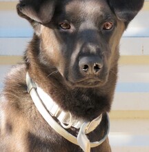 WHISKY2, Hund, Mischlingshund in Zypern - Bild 4