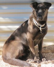 WHISKY2, Hund, Mischlingshund in Zypern - Bild 5