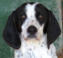 SPOT3, Hund, Beagle-Mix in Zypern - Bild 1