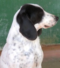 SPOT3, Hund, Beagle-Mix in Zypern - Bild 5