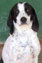 SPOT3, Hund, Beagle-Mix in Zypern - Bild 6