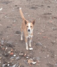 URIEL, Hund, Podenco Maneto-Mix in Spanien - Bild 3