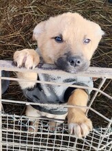 NELE, Hund, Mischlingshund in Rumänien - Bild 5