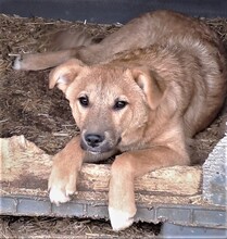 MAYA, Hund, Mischlingshund in Rumänien - Bild 1