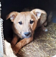 MAYA, Hund, Mischlingshund in Rumänien - Bild 5