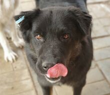 RABAN, Hund, Mischlingshund in Rumänien - Bild 1