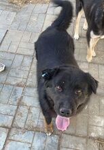 RABAN, Hund, Mischlingshund in Rumänien - Bild 5
