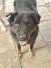 RABAN, Hund, Mischlingshund in Rumänien - Bild 6