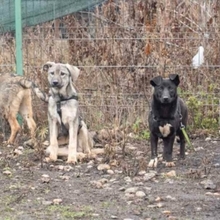 SHANNON, Hund, Deutscher Schäferhund-Mix in Rumänien - Bild 15