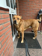SIMBA, Hund, Mischlingshund in Bremen - Bild 5