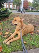 SIMBA, Hund, Mischlingshund in Bremen - Bild 6