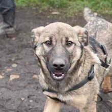 RIONA, Hund, Deutscher Schäferhund-Mix in Rumänien - Bild 1