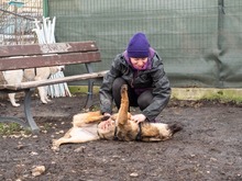 RIONA, Hund, Deutscher Schäferhund-Mix in Rumänien - Bild 10