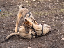 RIONA, Hund, Deutscher Schäferhund-Mix in Rumänien - Bild 11